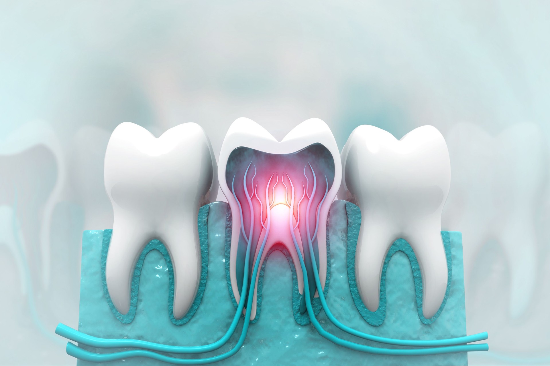 Human tooth structure. cross section. pulp with blood vessels and nerves. 3d illustration